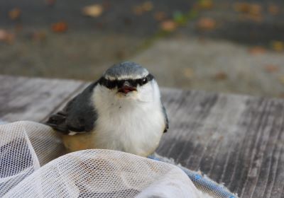 ゴジュウカラ＿その二