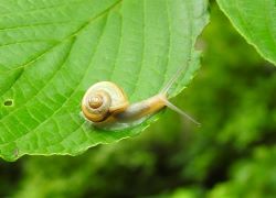 カタツムリの仲間