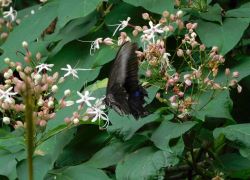 ミヤマカラスアゲハ