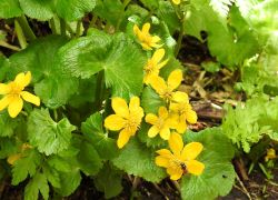 ホワイトロードの花＿リュウキンカ