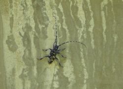 ゴマダラカミキリ