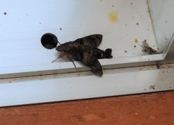 ホシホウジャク