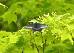 ミヤマカラスアゲハ