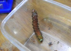 オオミズアオの幼虫
