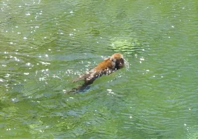 泳ぐサル＿その三