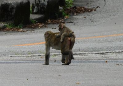 サル＿その二
