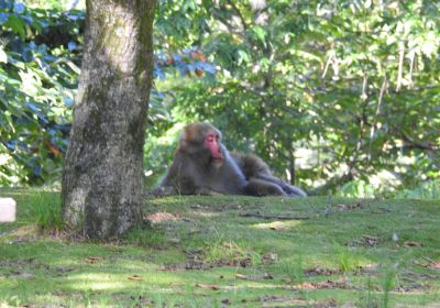 サル＿その二