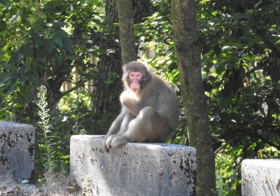 サル＿その四