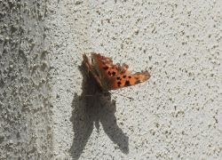 シータテハ