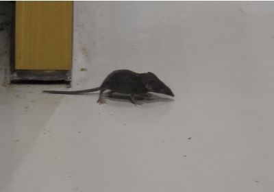 トガリネズミの仲間＿その二