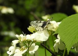 ウスバシロチョウ