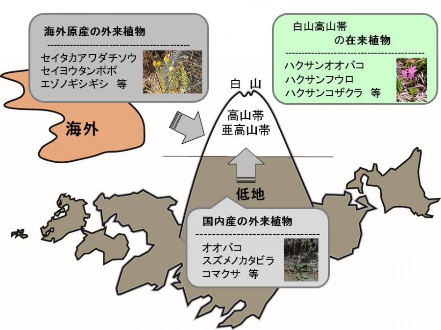 白山への外来植物の侵入