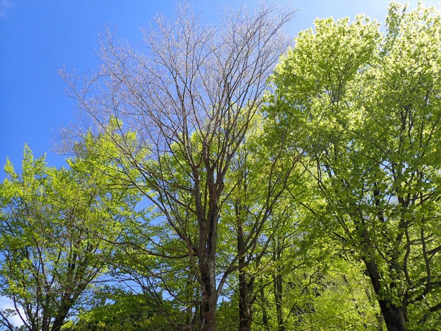 2026年4月13日新緑のブナ