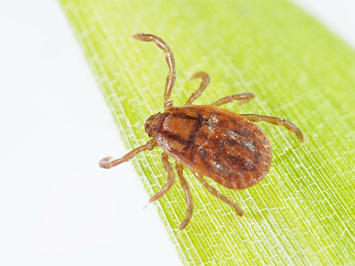 フタトゲチマダニ