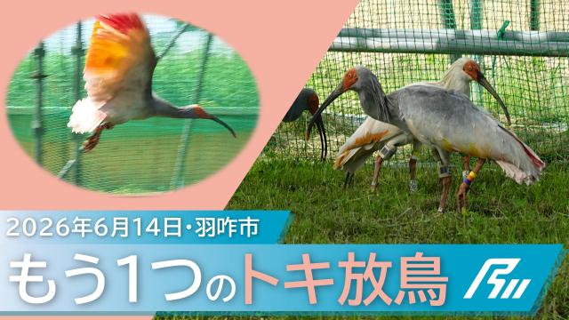 トキソフトリリース