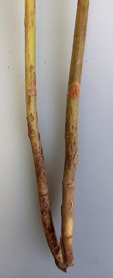 茎の症状の画像