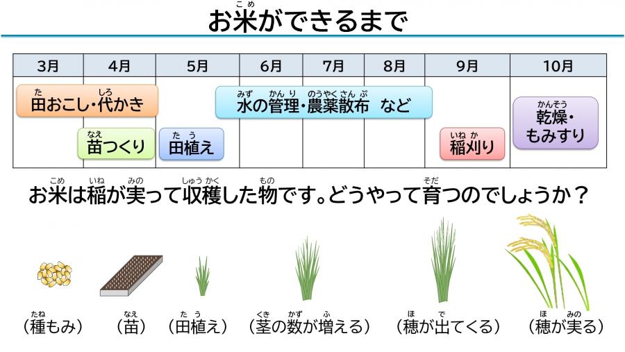 お米ができるまで